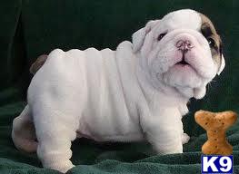 Puppies for Adoption