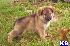 Puppies for Adoption