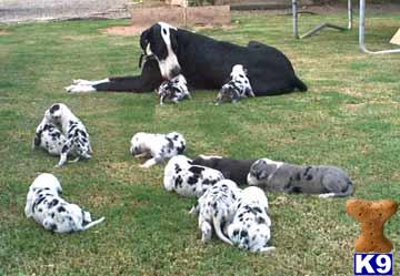 Puppies for Adoption