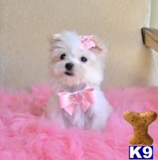 Puppies for Adoption
