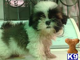 Puppies for Adoption