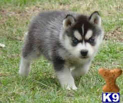 Puppies for Adoption