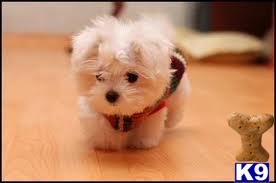 Puppies for Adoption