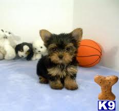 Puppies for Adoption
