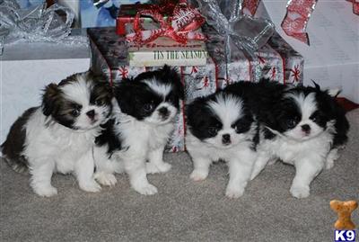 Japanese Chin Puppies for Sale
