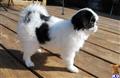 Japanese Chin