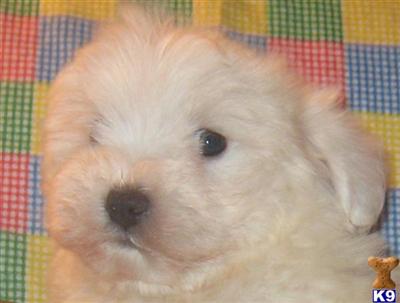 Puppies in MI