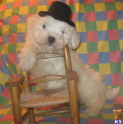 Puppies in MI