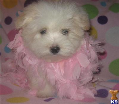 Puppies in MI