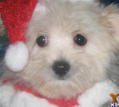 Toy Fox Terrier Puppies for Sale