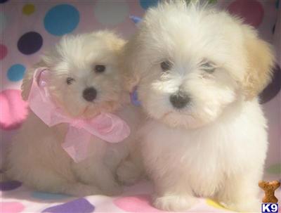 Puppies in MI