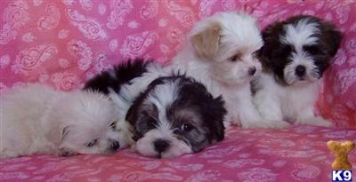 Dogs for Sale in MI