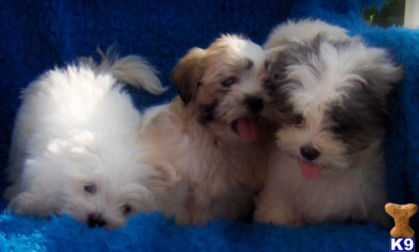 Shih Tzu Puppies