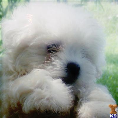 Bichon Frise Puppies