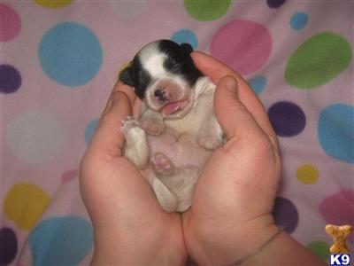 Maltese Puppies for Sale