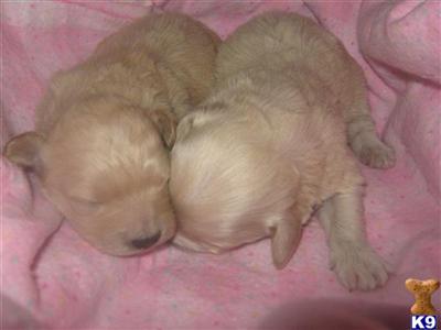Puppies in MI