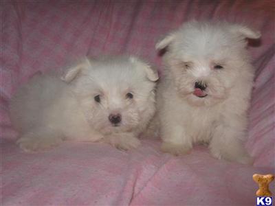 Maltese Puppies for Sale