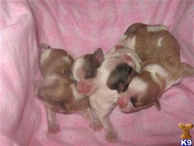 Maltese Puppies for Sale