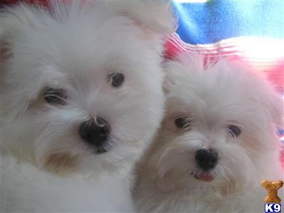 Coton De Tulear Puppies for Sale