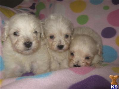 Coton De Tulear Puppies for Sale