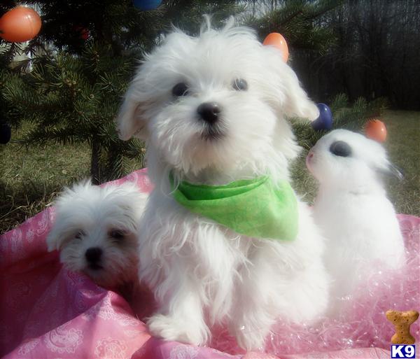 Puppies in Novi