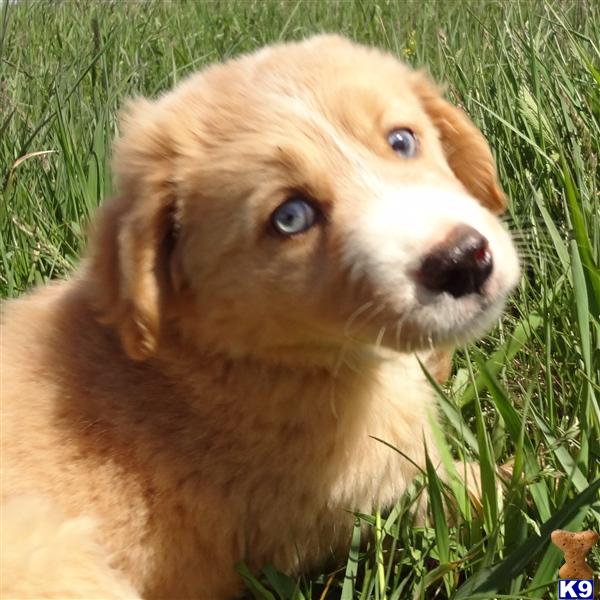 Puppies in Novi