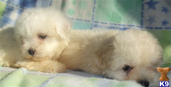 Bichon Frise Puppies
