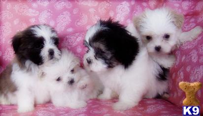 Puppies in Novi