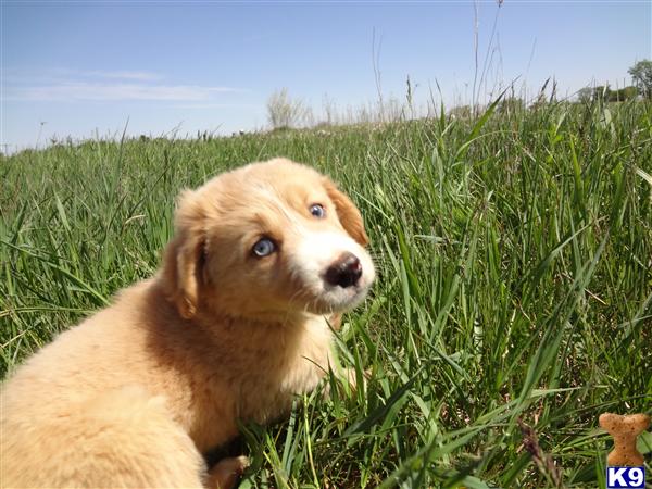 Golden Retriever Puppies