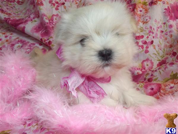 Puppies in Novi