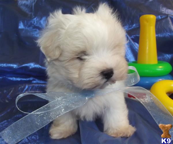 Puppies in Novi