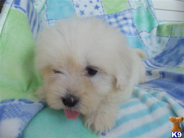 Puppies in Novi