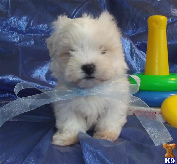Puppies in Novi