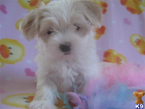 pomeranian puppies for sale in michigan. Puppies in MI