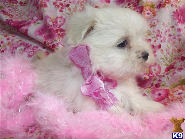 Puppies in Novi