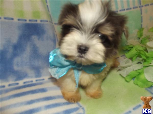 Shih Tzu Puppies