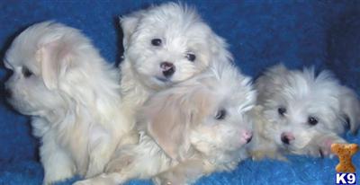 Used Dog Supplies for Sale
