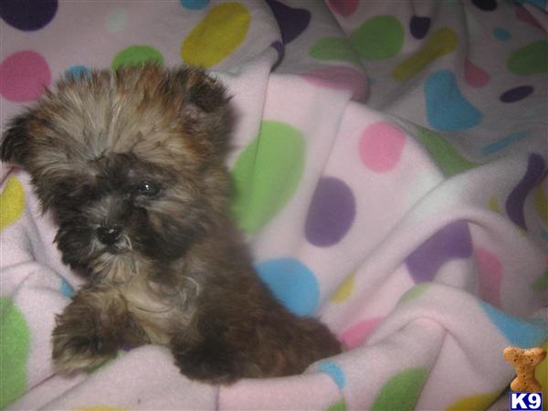 Yorkshire Terrier Puppies
