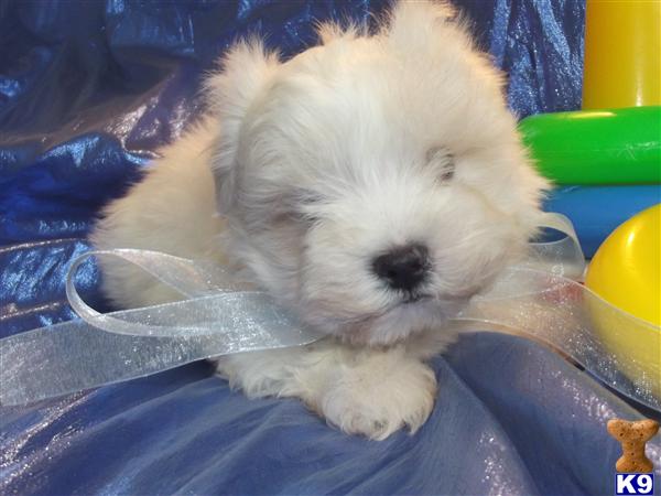 Puppies in Novi