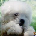 Bichon Frise