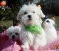 Coton De Tulear