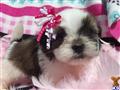 Coton De Tulear