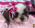 Coton De Tulear