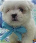 Havanese
