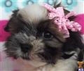 Havanese