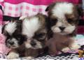 Lhasa Apso