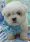 Maltese