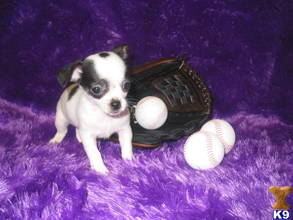 Chihuahua Puppies