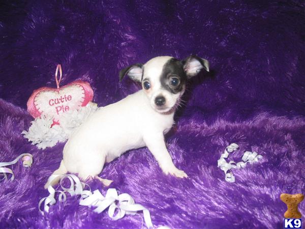 Chihuahua Puppies