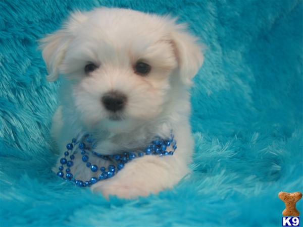 Puppies in Brashear